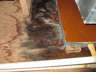 About Black Mold Removal Annandale - black mold removal experts in Annandale